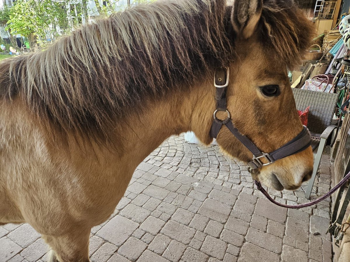 Pony Islandese Giumenta 12 Anni 136 cm Falbo in Hofgeismar
