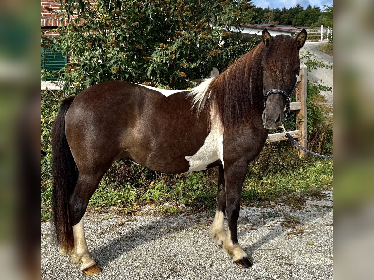 Pony Islandese Giumenta 12 Anni 136 cm Pezzato in Seesbach