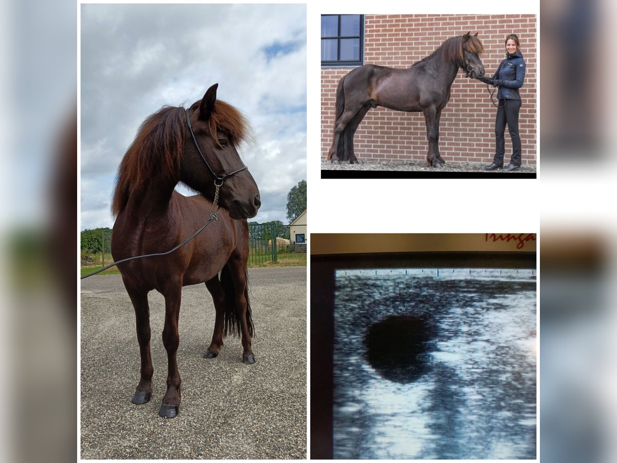 Pony Islandese Giumenta 12 Anni 138 cm Morello in Evertsoord