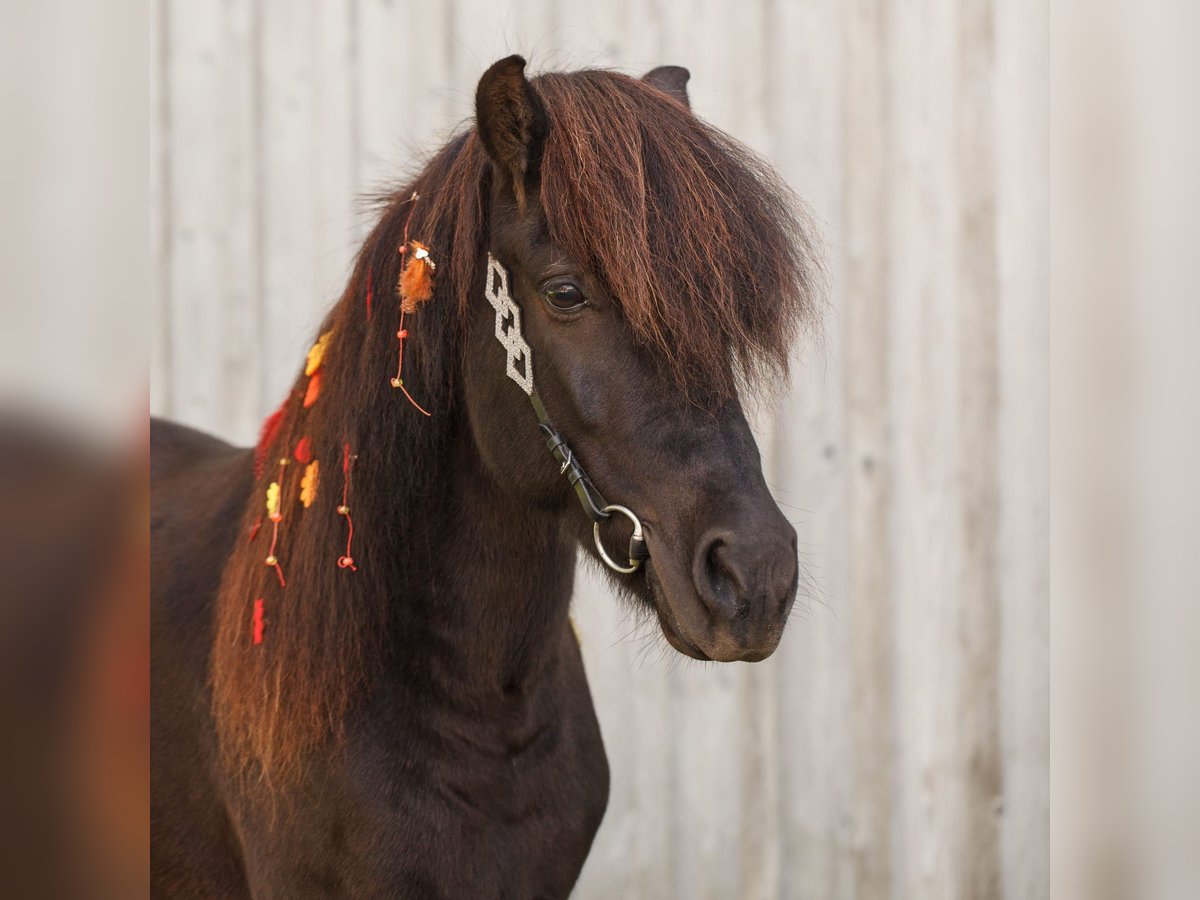 Pony Islandese Giumenta 12 Anni 139 cm Morello in Ebbs Pony Islandese Giumenta 12 Anni 139 cm Morello in Ebbs