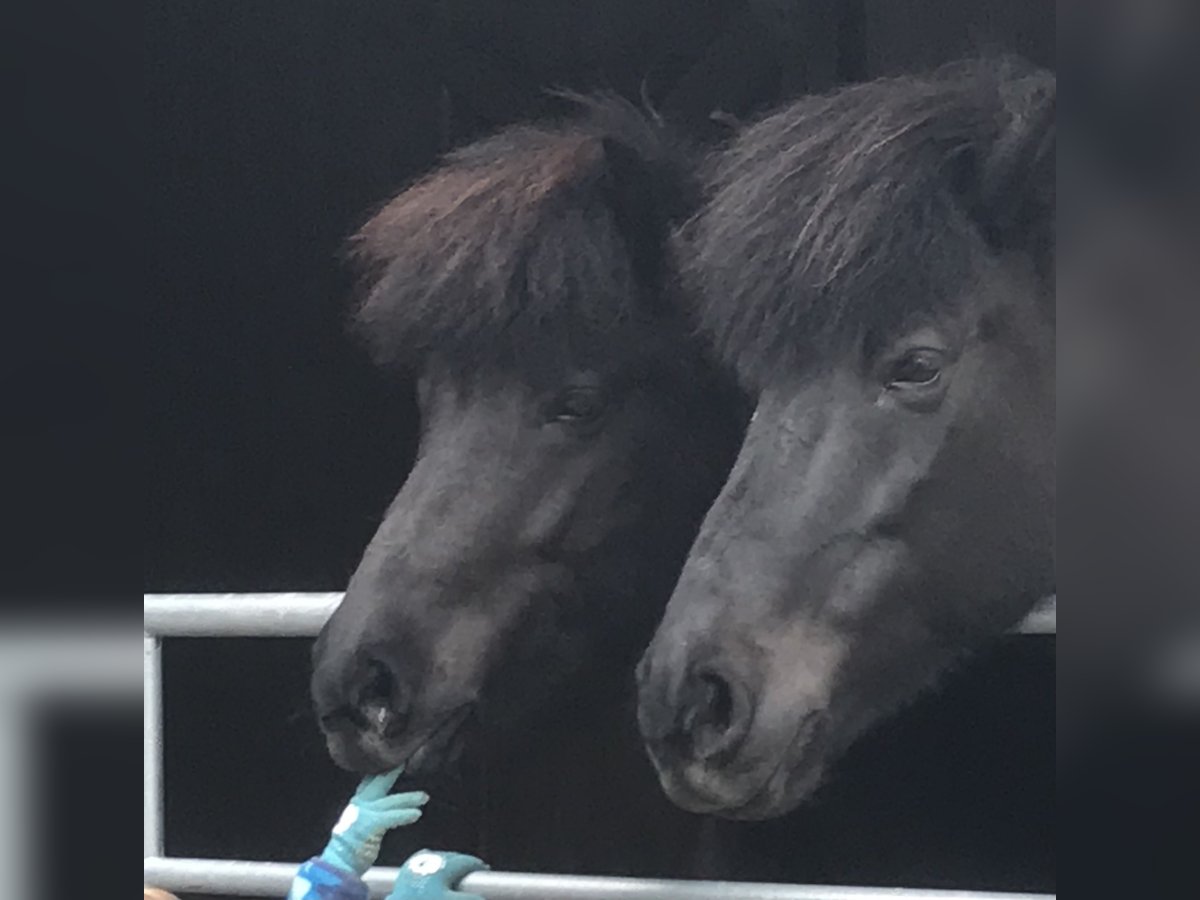 Pony Islandese Giumenta 12 Anni 142 cm in Kirchendemenreut