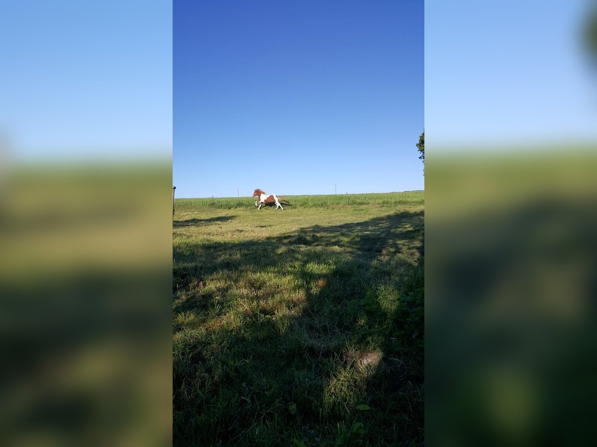 Pony Islandese Giumenta 12 Anni 143 cm Pezzato in Belm