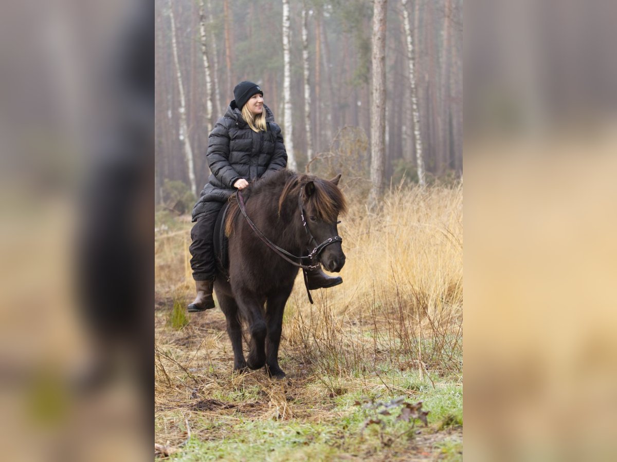 Pony Islandese Giumenta 13 Anni 131 cm Morello in Ribbesbüttel