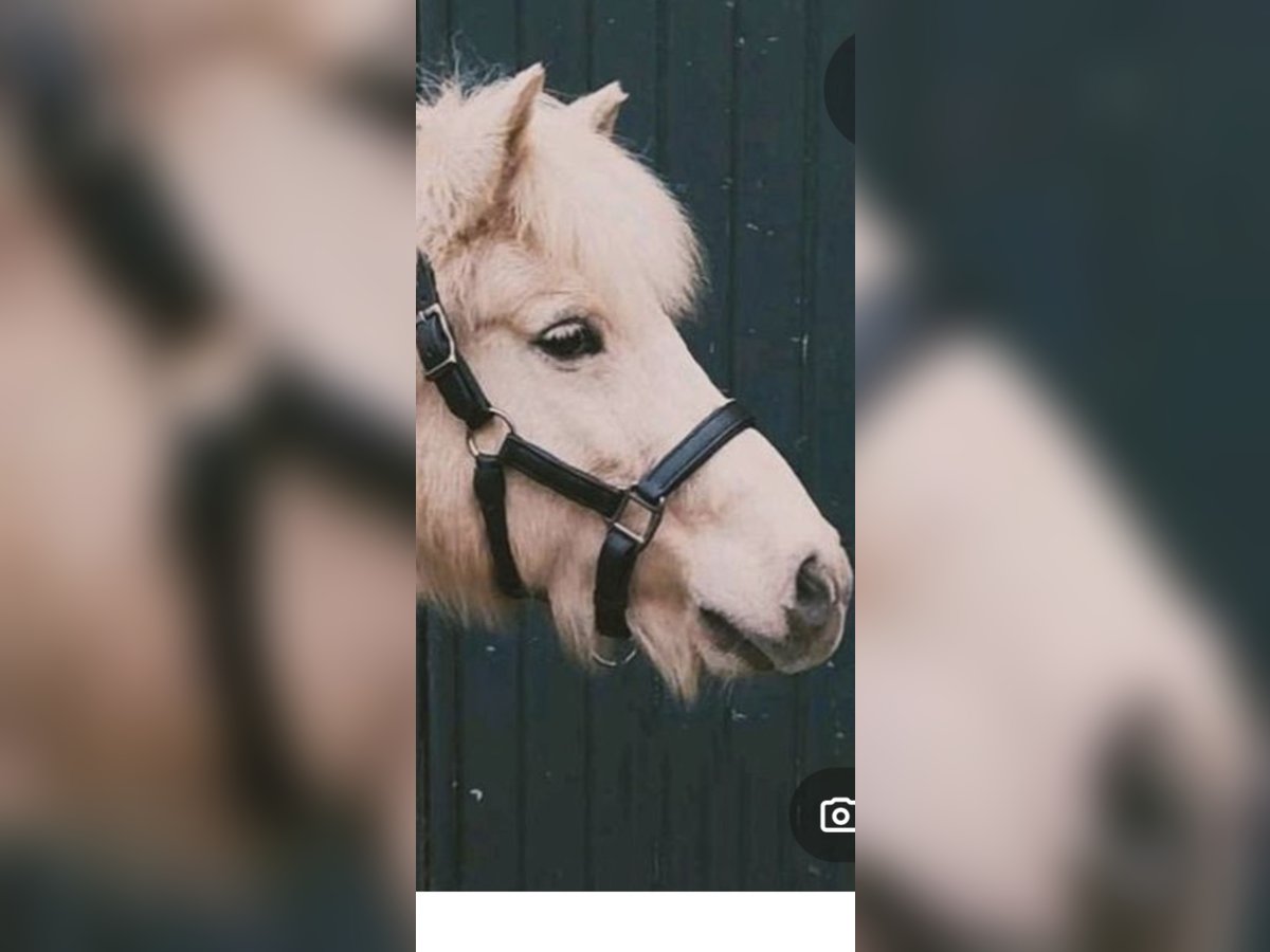 Pony Islandese Giumenta 13 Anni 133 cm Falbo in Kaarst