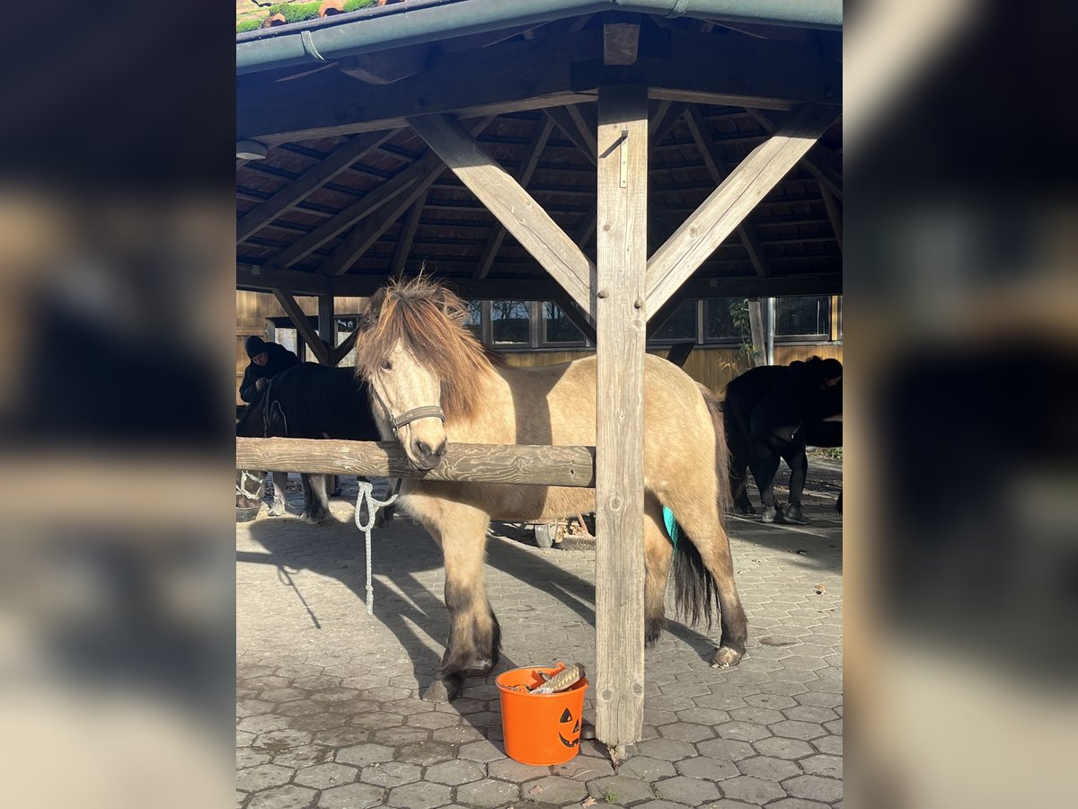 Pony Islandese Giumenta 13 Anni 139 cm Pelle di daino in Havixbeck