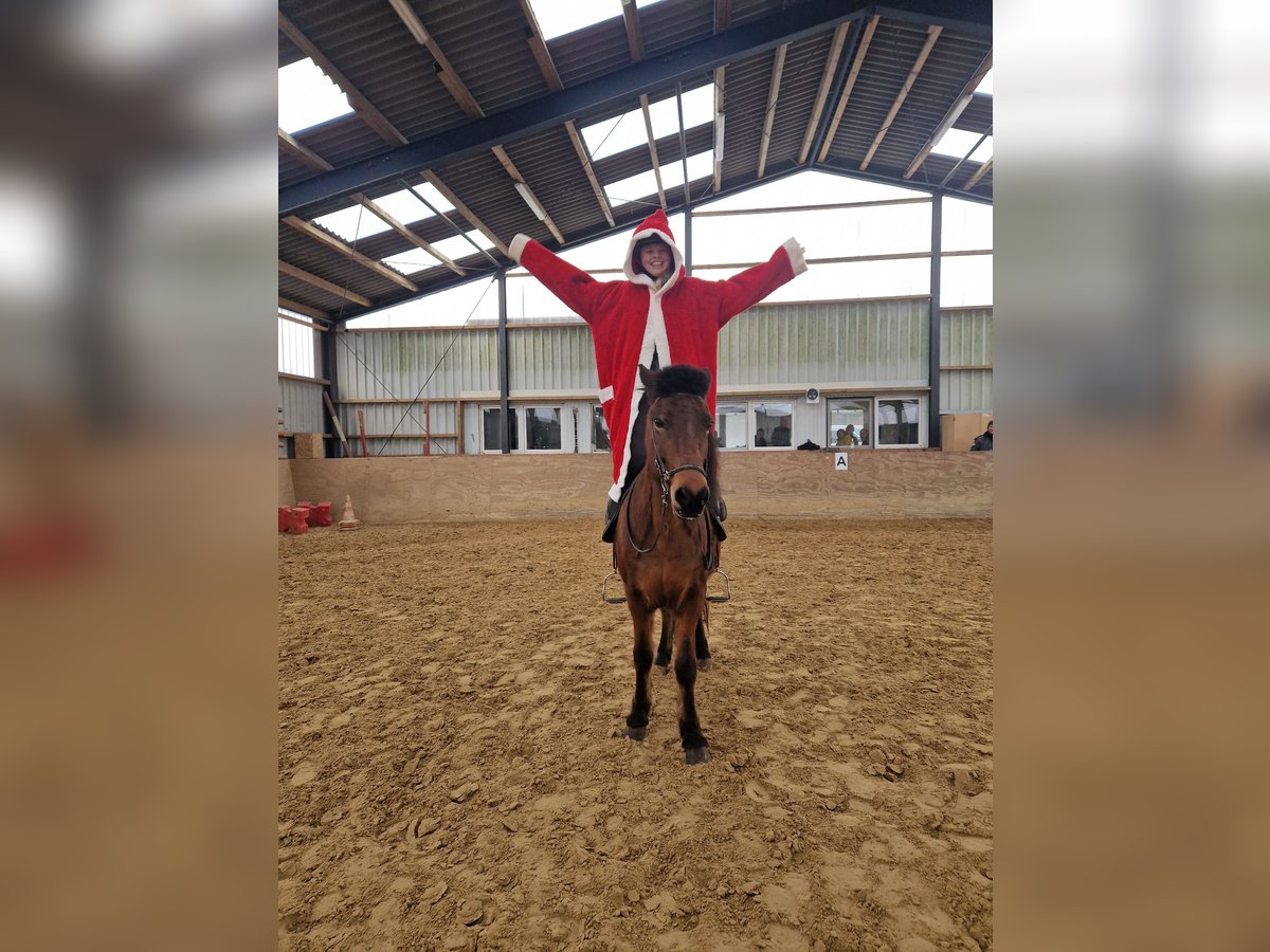 Pony Islandese Giumenta 13 Anni 140 cm Baio in Euskirchen