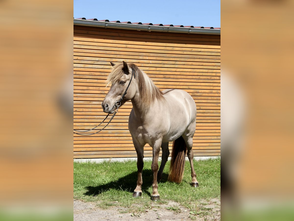 Pony Islandese Giumenta 13 Anni 141 cm Falbo in Soltau