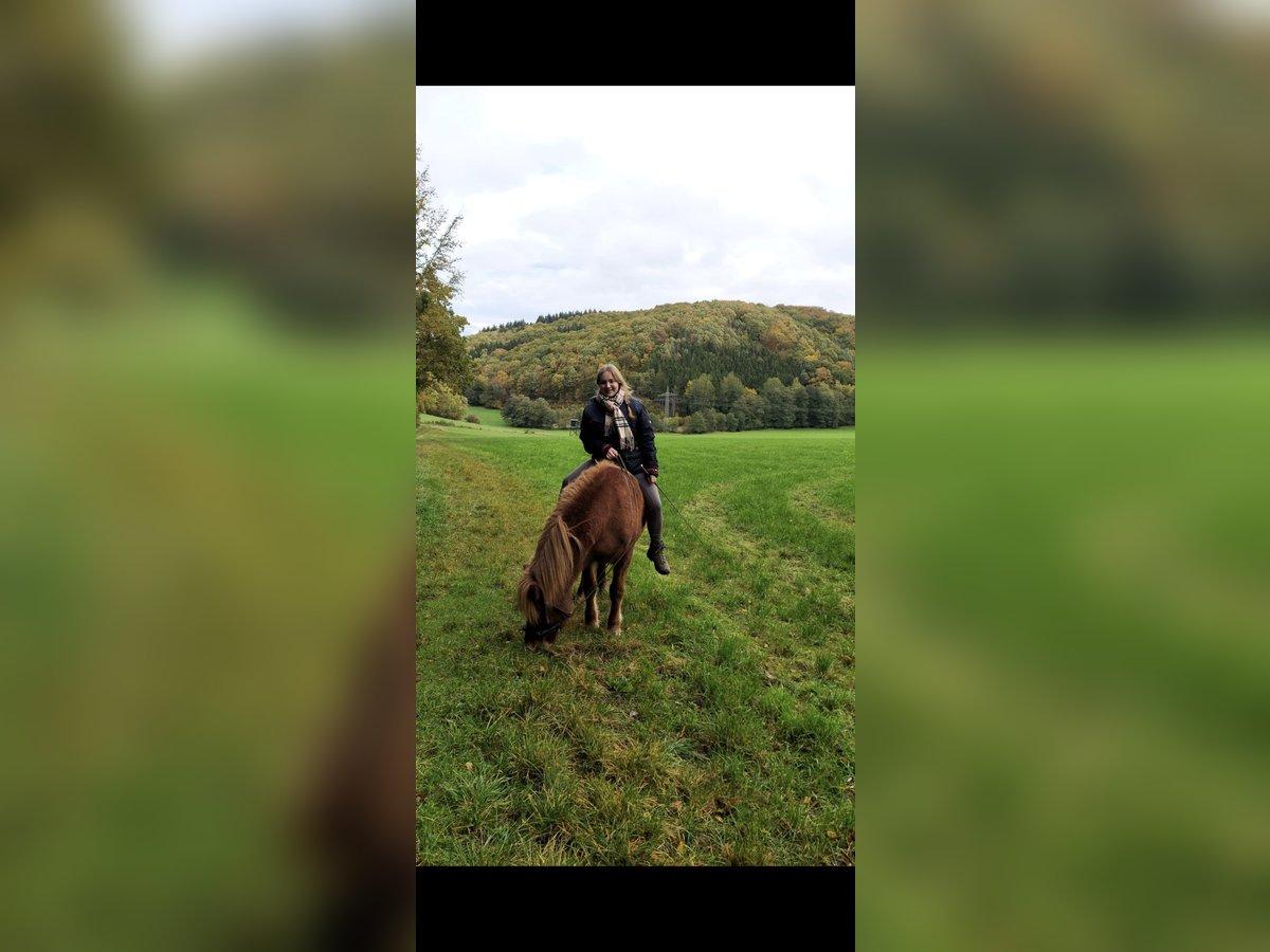 Pony Islandese Giumenta 13 Anni 141 cm Sauro in Frechen