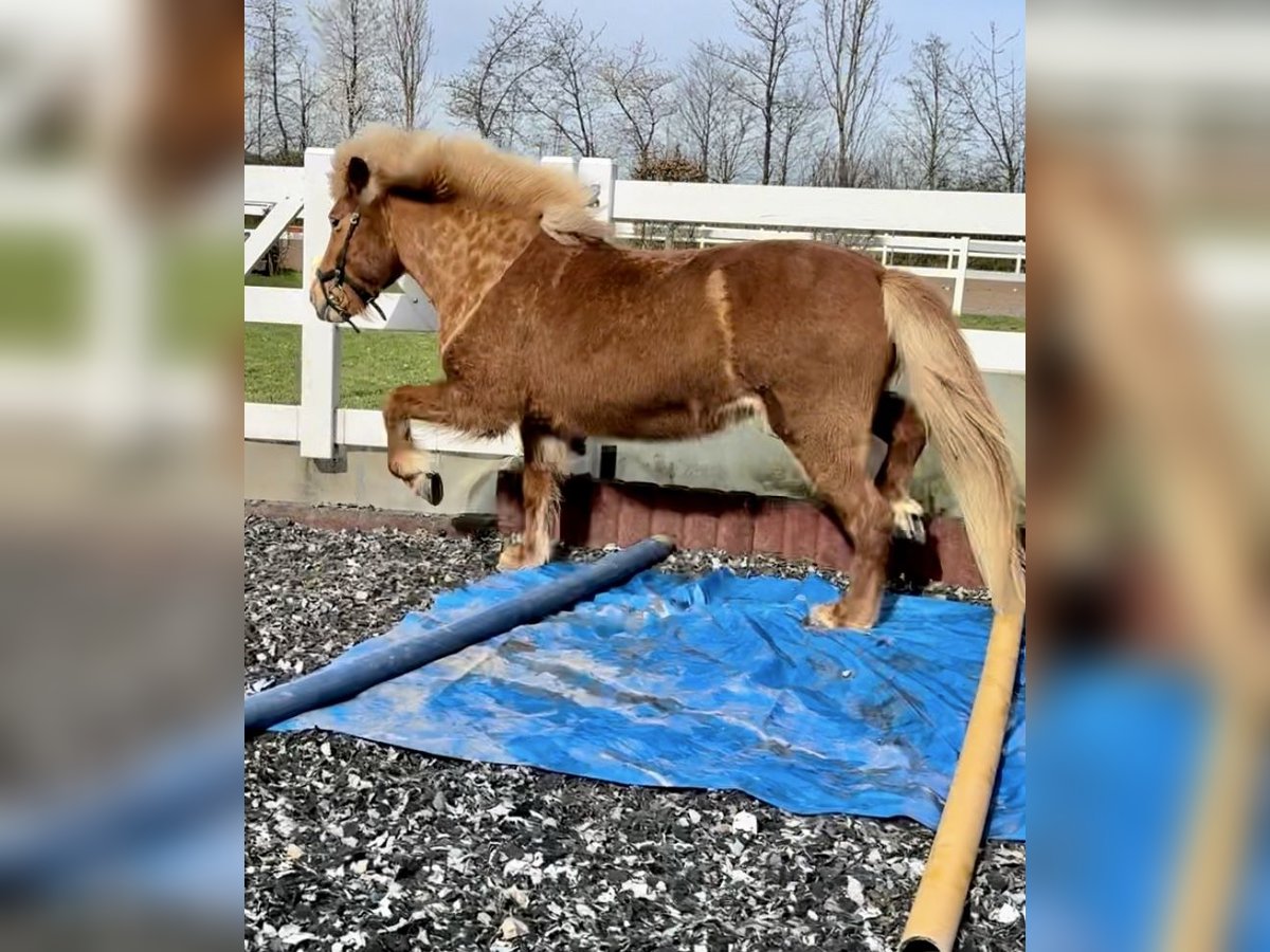 Pony Islandese Giumenta 14 Anni 137 cm Sauro in Ober-Mörlen Pony Islandese Giumenta 14 Anni 137 cm Sauro in Ober-Mörlen