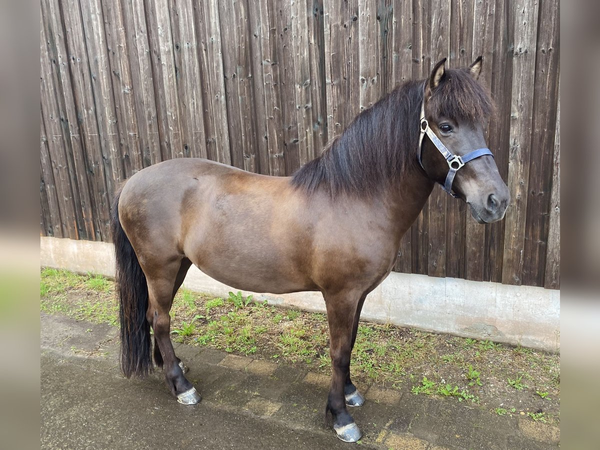 Pony Islandese Giumenta 14 Anni Baio scuro in Graach