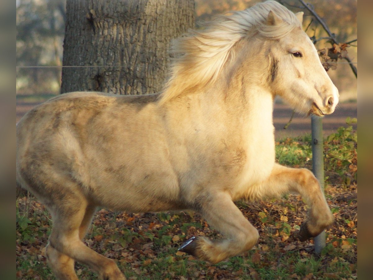 Pony Islandese Giumenta 15 Anni 138 cm in Hanstedt 1