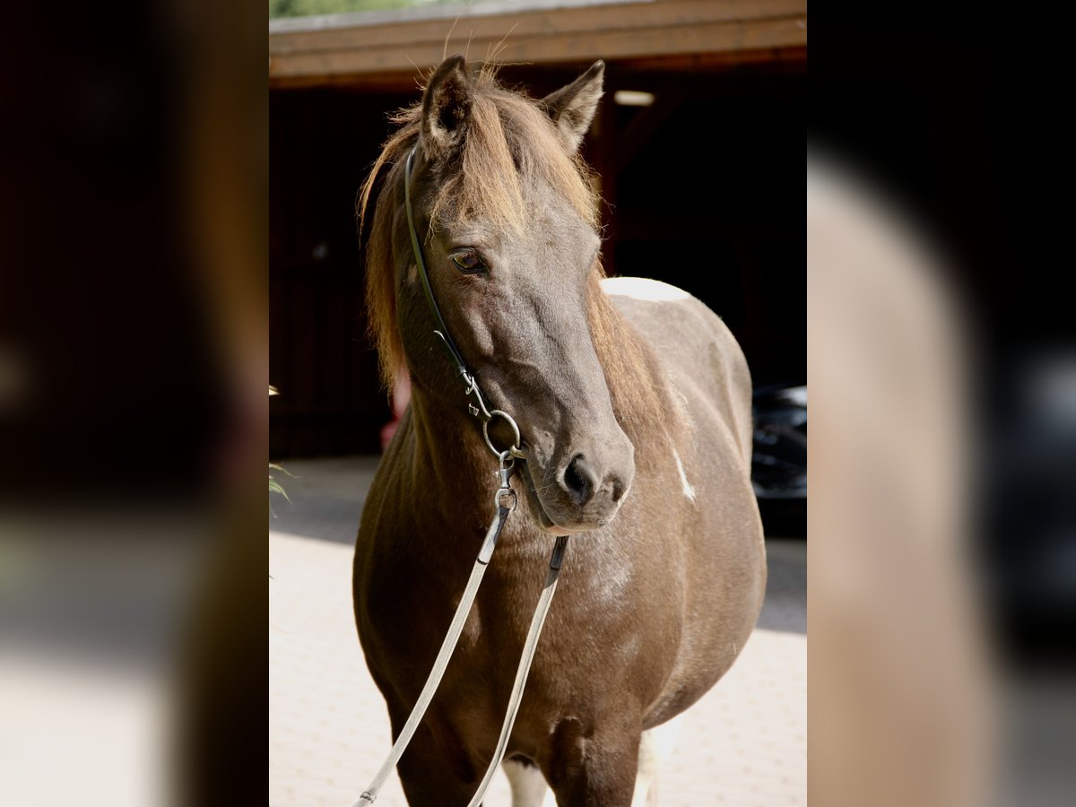 Pony Islandese Giumenta 15 Anni 145 cm Pezzato in Soltau