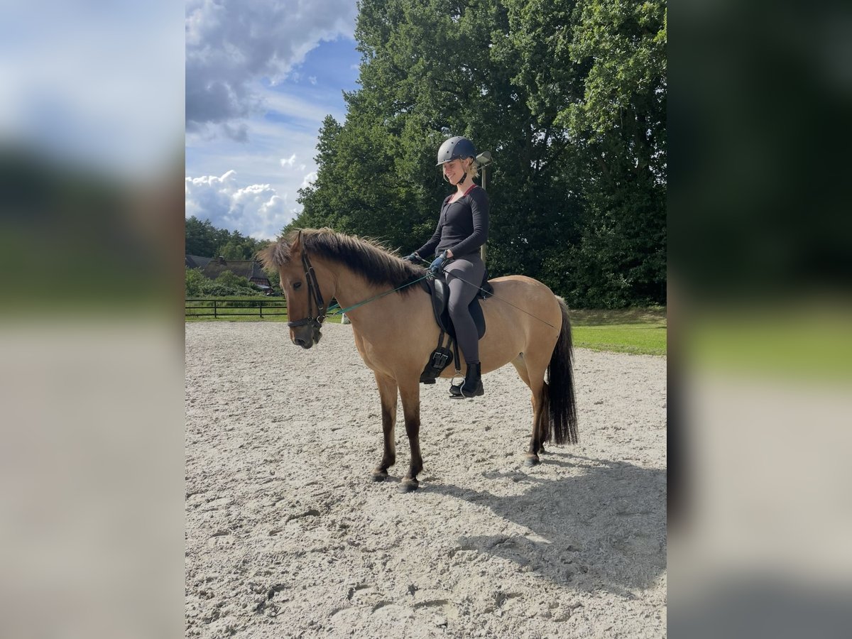 Pony Islandese Giumenta 15 Anni Falbo in Hohenfelde