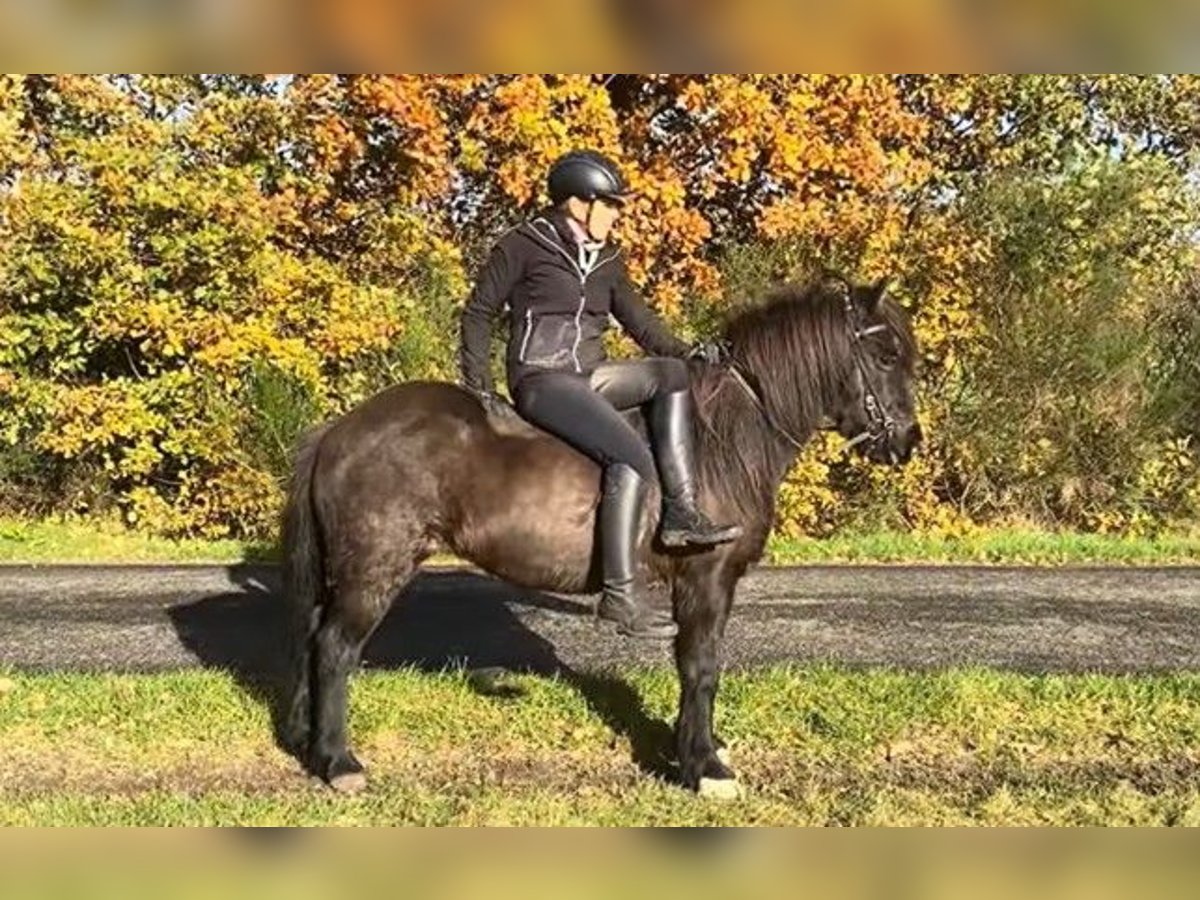 Pony Islandese Giumenta 16 Anni 134 cm Morello in Schneverdingen