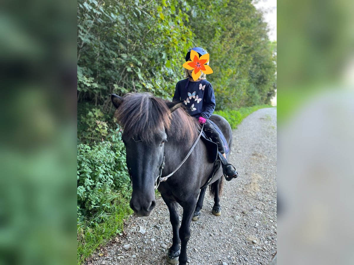 Pony Islandese Giumenta 16 Anni 135 cm Falbo in Berg