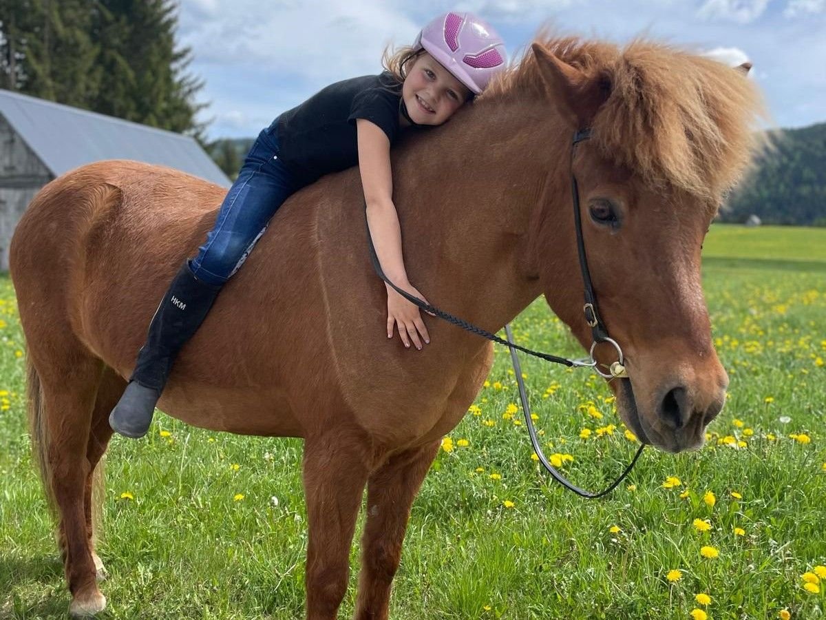 Pony Islandese Giumenta 16 Anni 138 cm Sauro in Mariapfarr