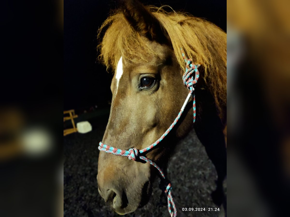 Pony Islandese Giumenta 16 Anni 138 cm Sauro in Breitnau