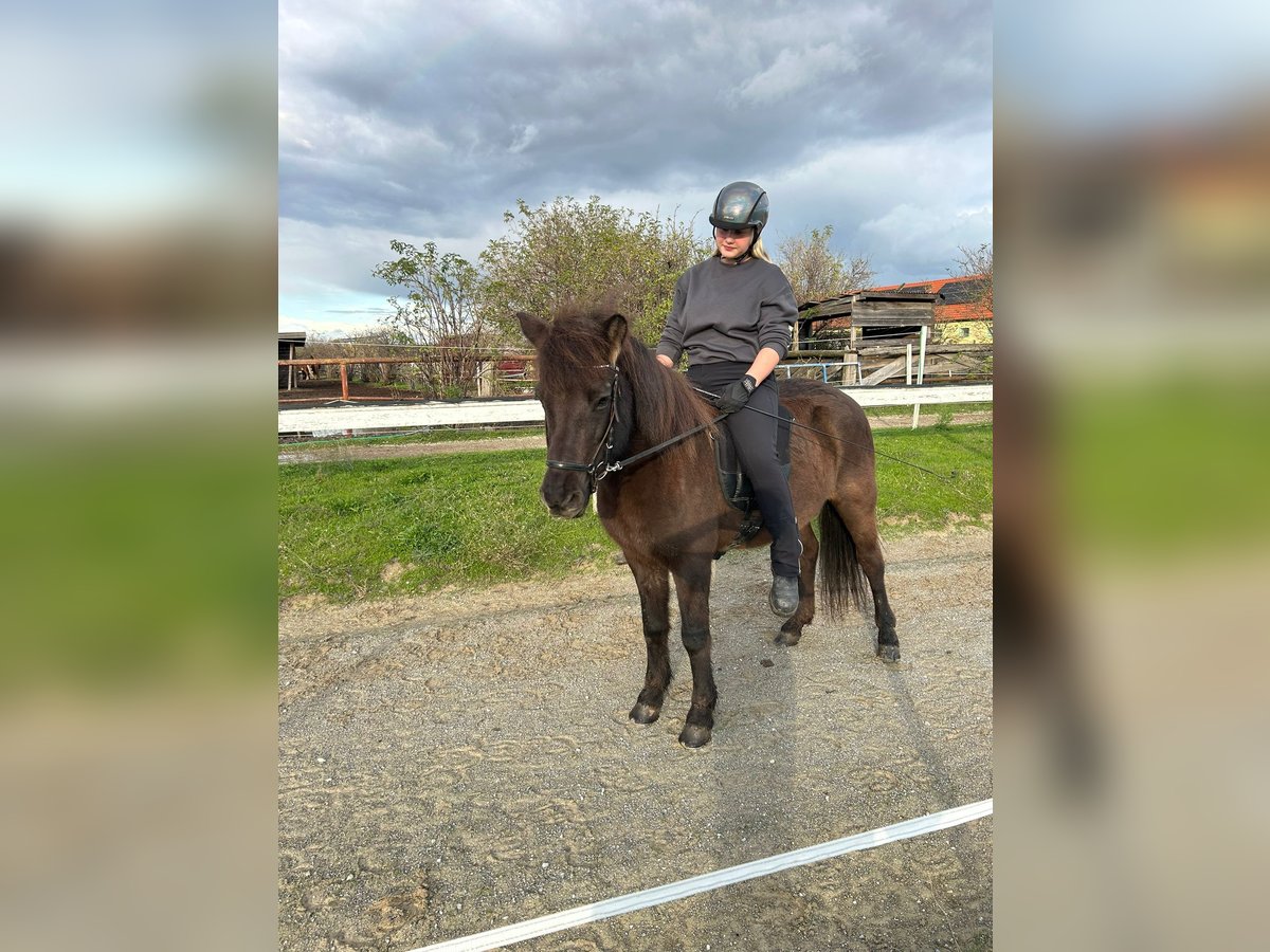 Pony Islandese Giumenta 16 Anni 140 cm Morello in Aspacherfeld