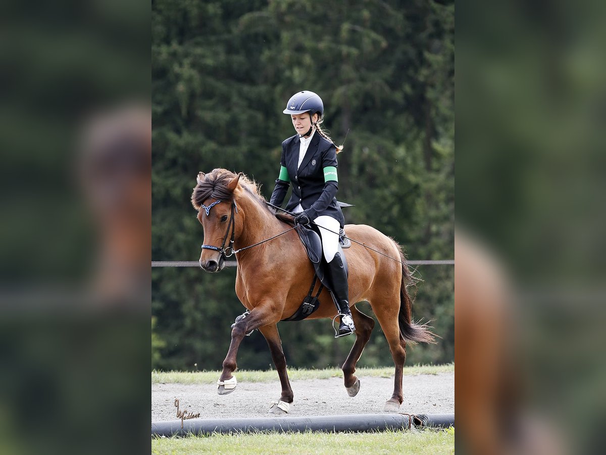 Pony Islandese Giumenta 16 Anni Baio in Maisach