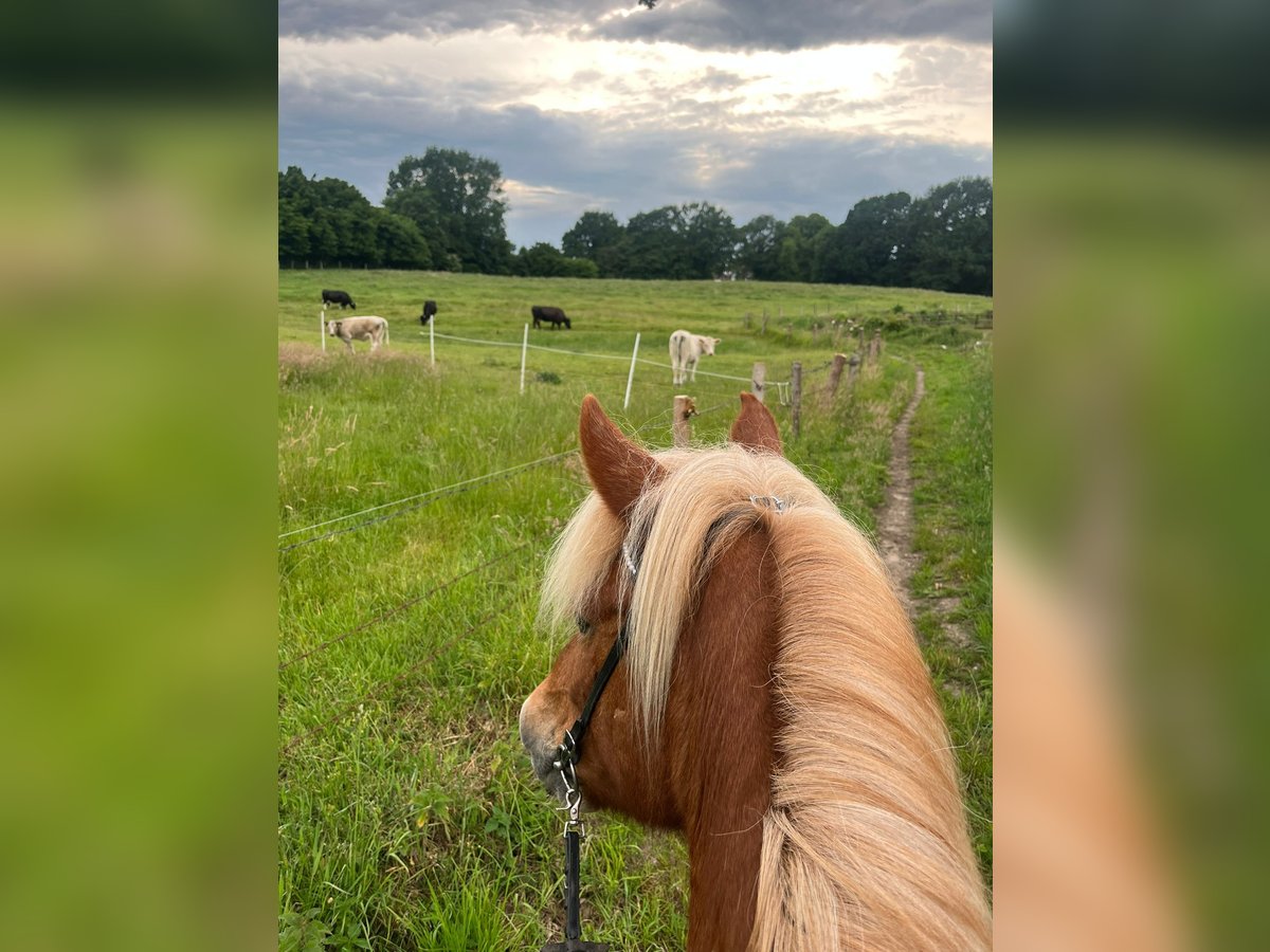 Pony Islandese Giumenta 19 Anni 138 cm Sauro ciliegia in Ahrensburg