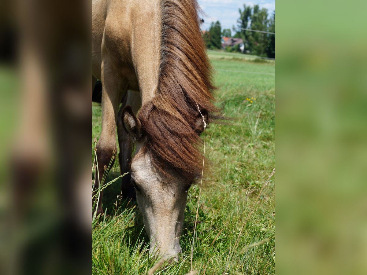 Pony Islandese Giumenta 1 Anno Pelle di daino in Polling
