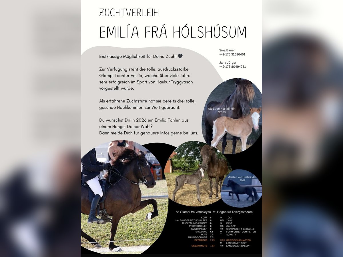 Pony Islandese Giumenta 21 Anni 141 cm Morello in Marxzell