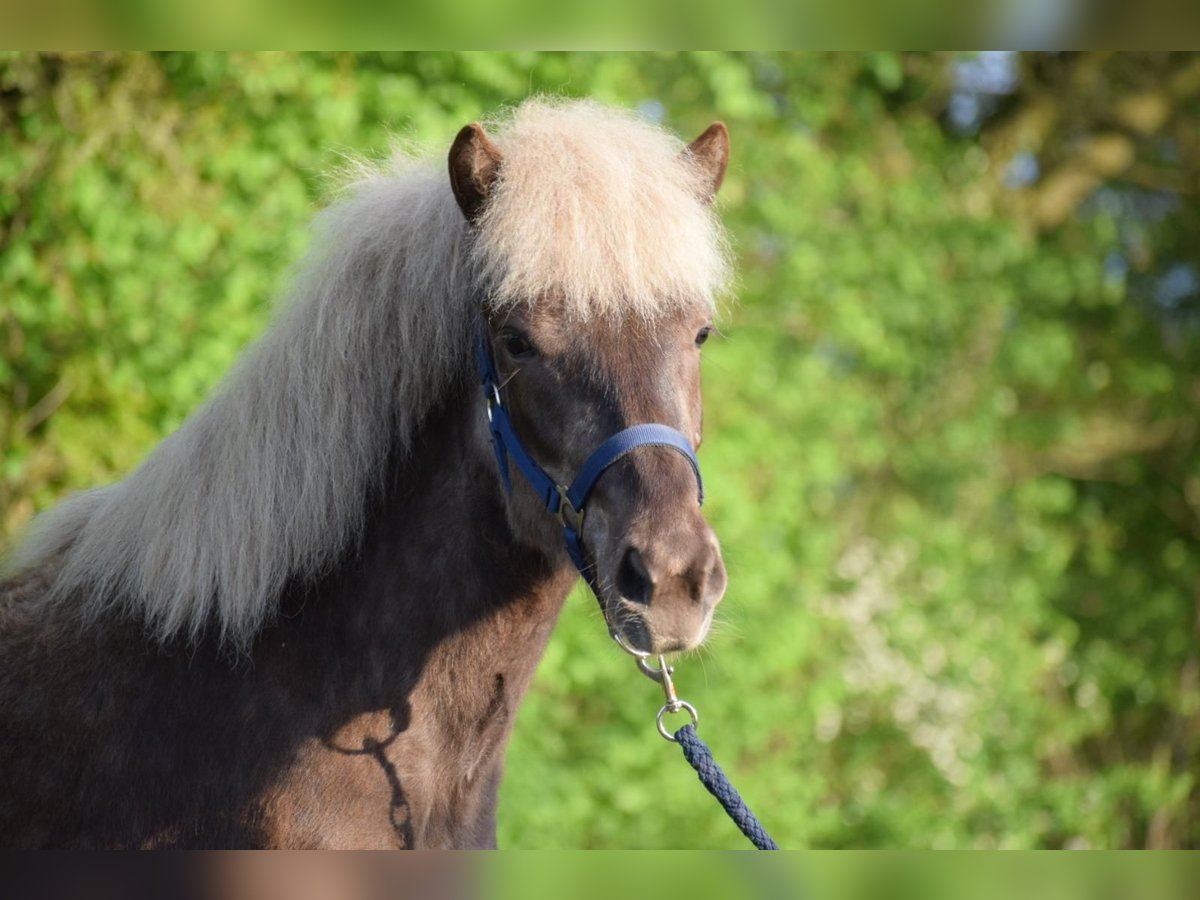 Pony Islandese Giumenta 2 Anni 139 cm in Blunk