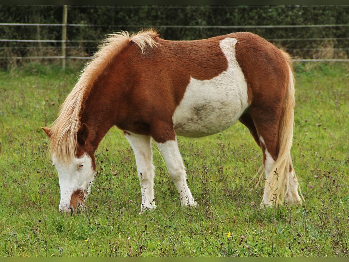 Pony Islandese Giumenta 2 Anni 140 cm Bianco in Saarland