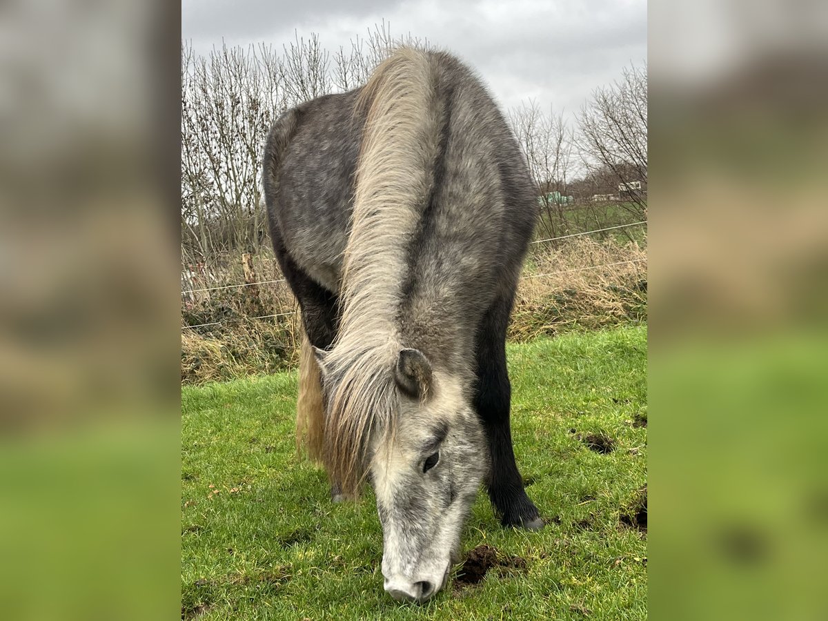 Pony Islandese Giumenta 2 Anni 143 cm Grigio ferro in Kiel