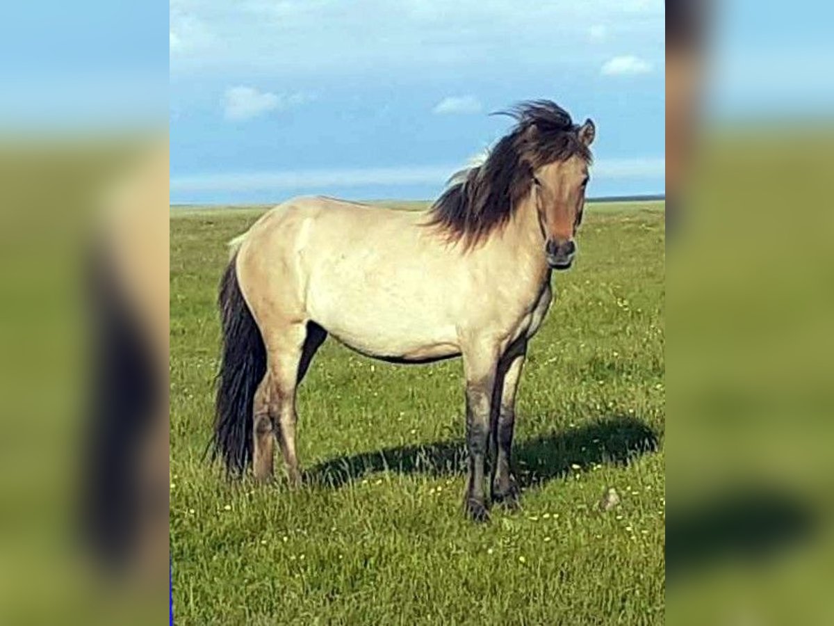 Pony Islandese Giumenta 2 Anni Falbo in Süd-Island