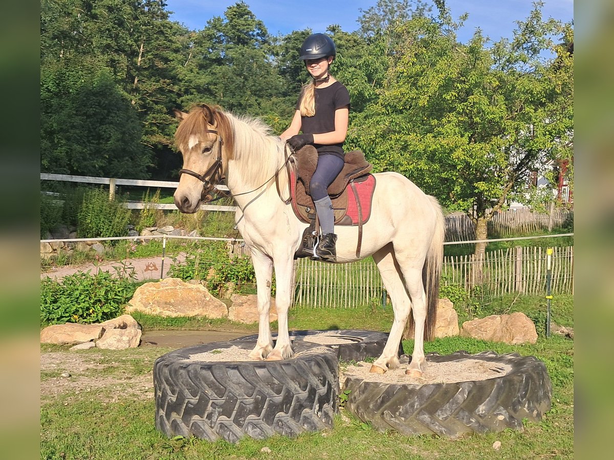 Pony Islandese Giumenta 3 Anni 137 cm Pezzato in Bayerbach