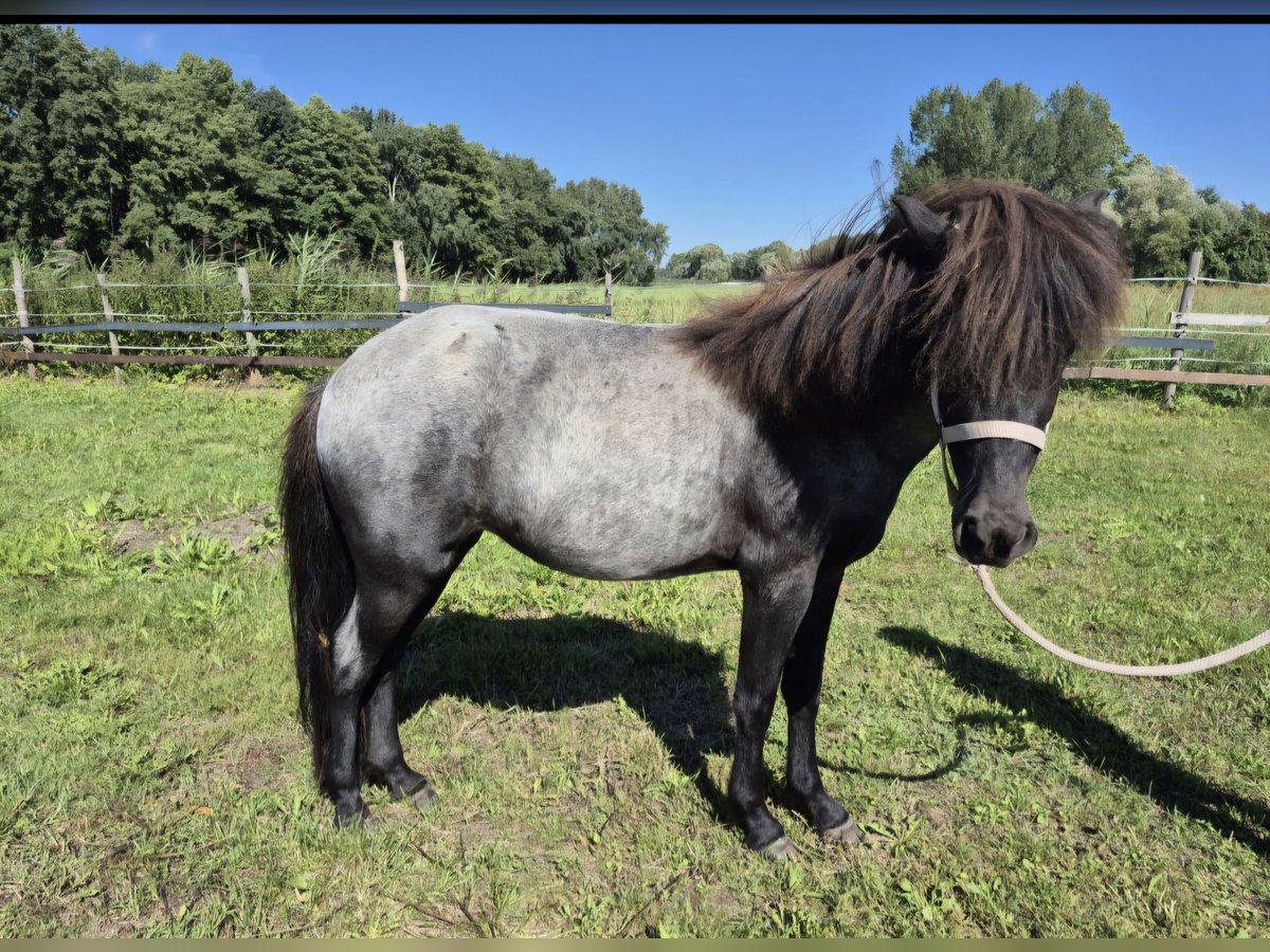 Pony Islandese Giumenta 3 Anni 140 cm Roano blu in Zossen