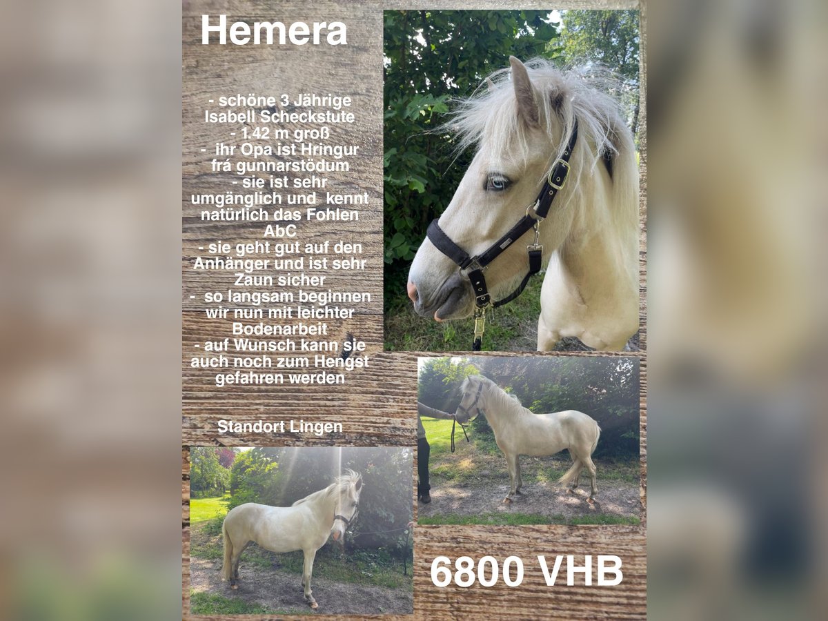 Pony Islandese Giumenta 3 Anni 142 cm Palomino in Lingen