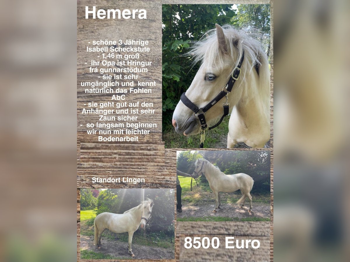 Pony Islandese Giumenta 3 Anni 146 cm in Lingen