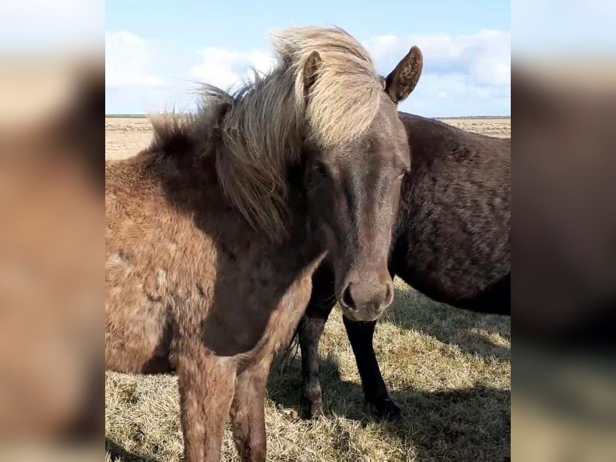 Pony Islandese Giumenta 3 Anni in Süd-Island