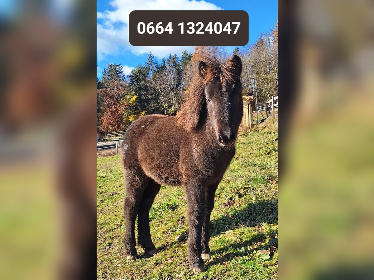 Pony Islandese Giumenta 3 Anni in Obertilliach