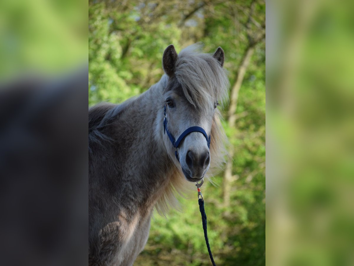 Pony Islandese Giumenta 3 Anni in Blunk