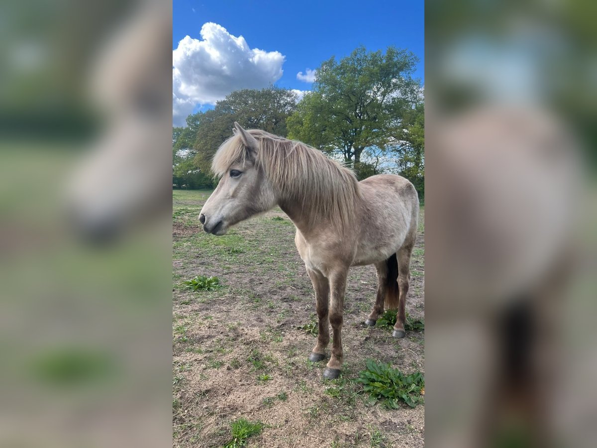 Pony Islandese Giumenta 3 Anni in Blunk