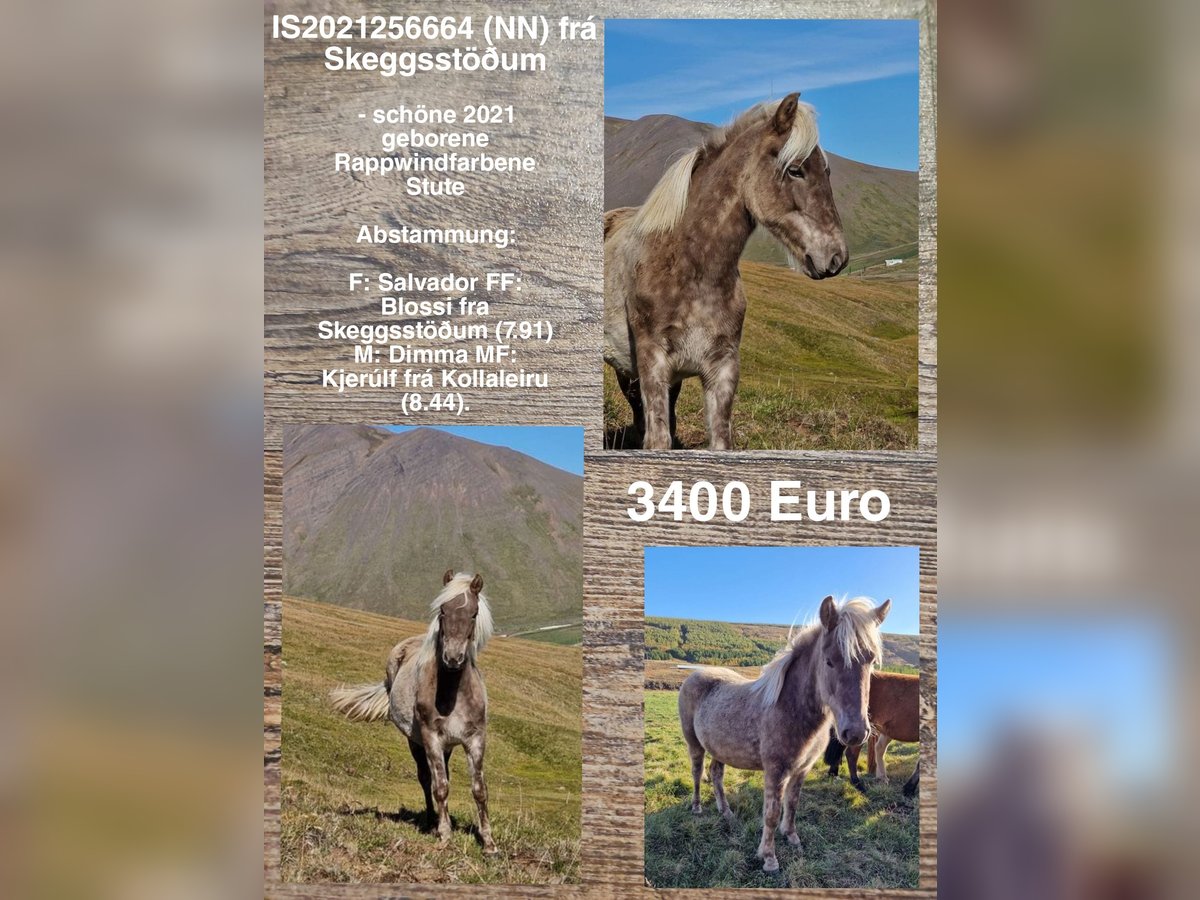 Pony Islandese Giumenta 3 Anni in Reykjavik
