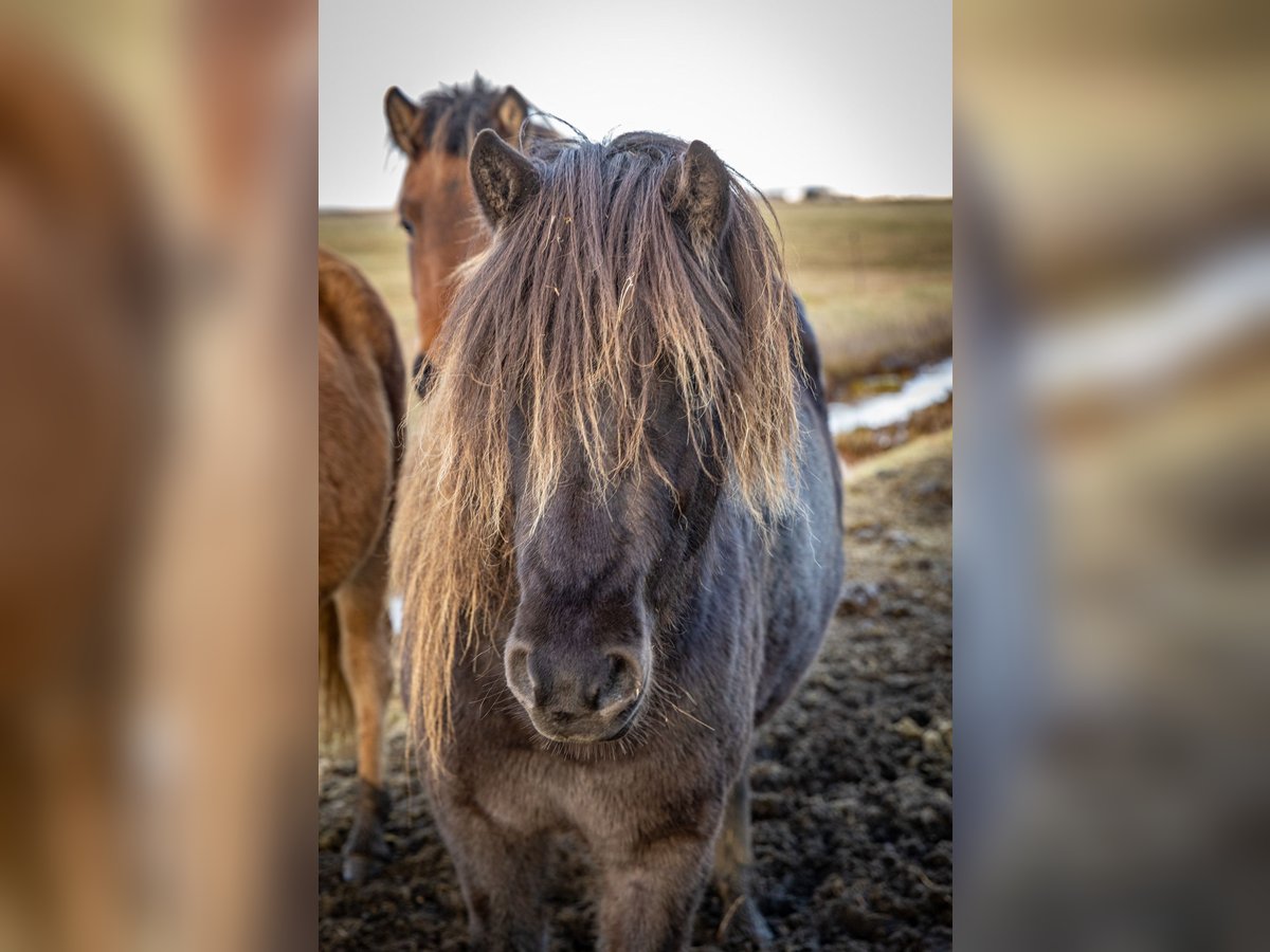 Pony Islandese Giumenta 4 Anni 138 cm Morello in Hvolsvöllur