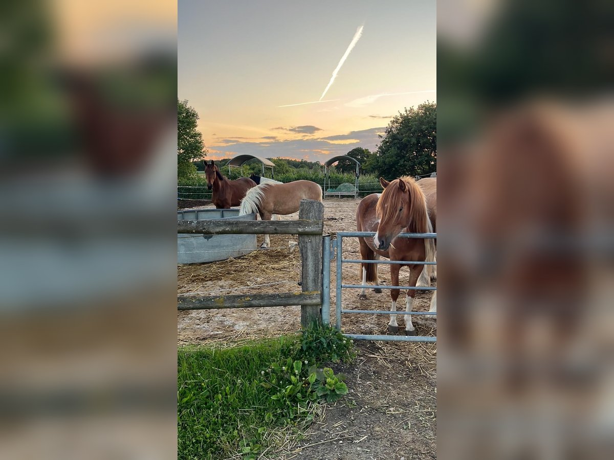 Pony Islandese Mix Giumenta 4 Anni 138 cm Sauro in M&#xFC;nster