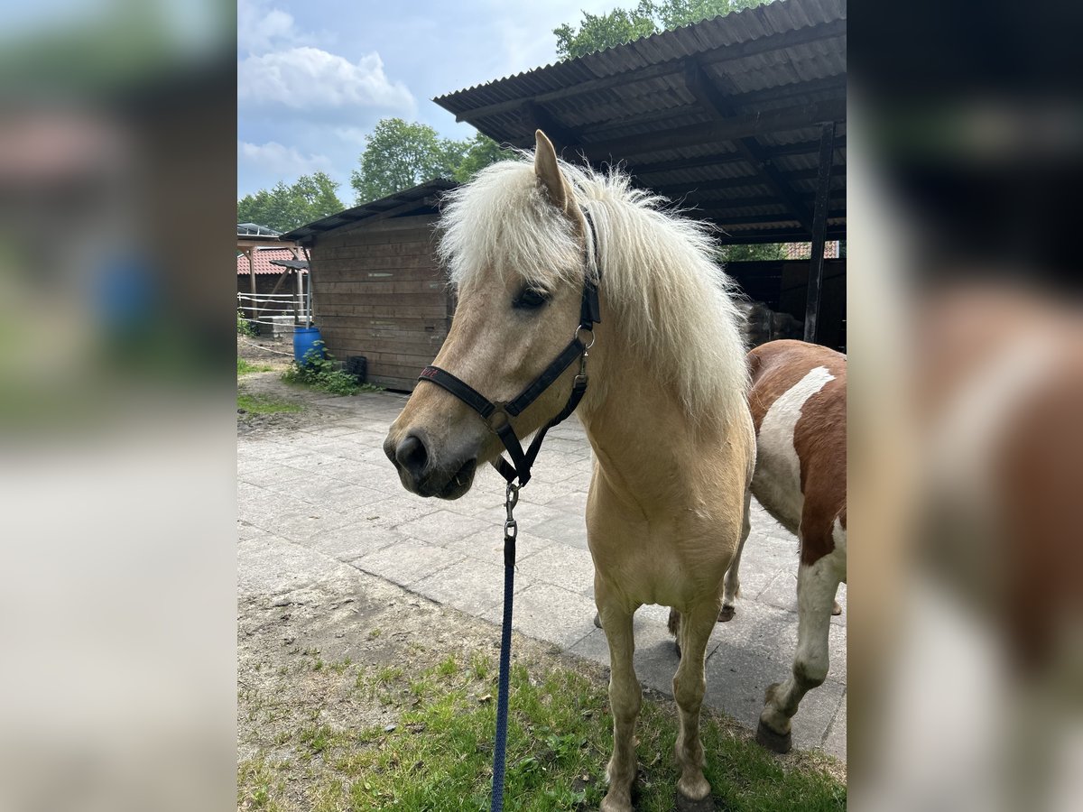 Pony Islandese Giumenta 4 Anni 140 cm Palomino in Steinhagen