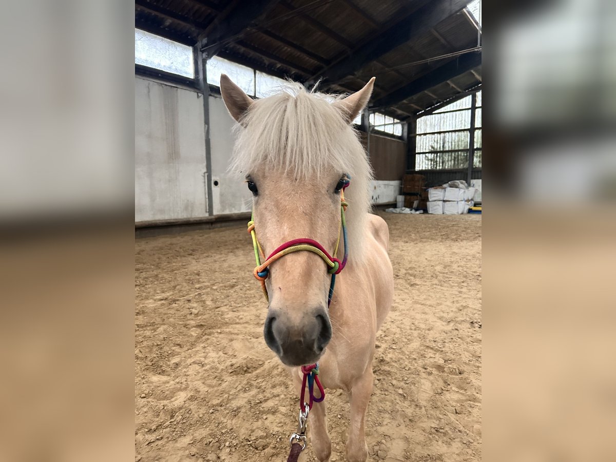 Pony Islandese Giumenta 4 Anni 140 cm Palomino in Steinhagen