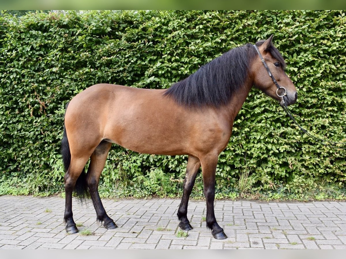 Pony Islandese Giumenta 4 Anni in Dinklage