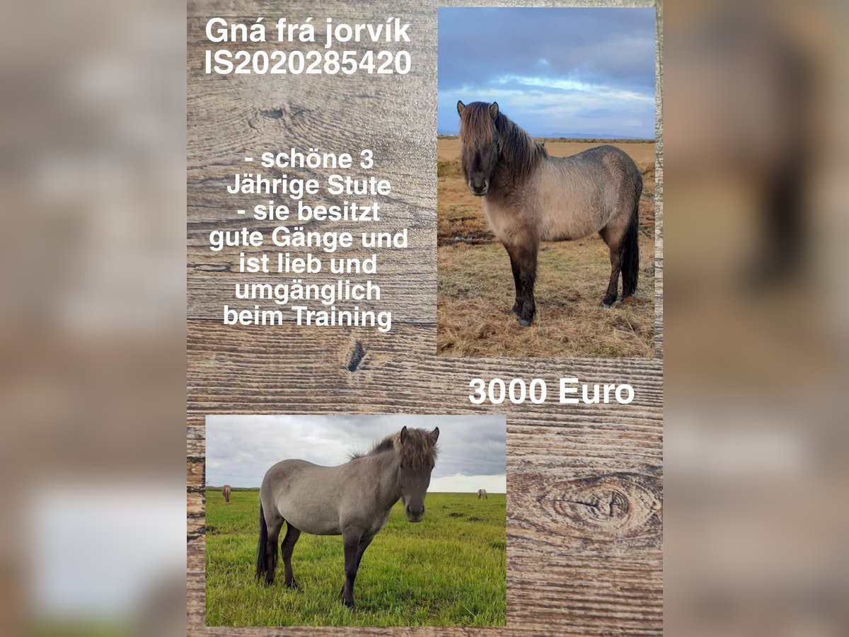 Pony Islandese Giumenta 4 Anni in Reykjavik