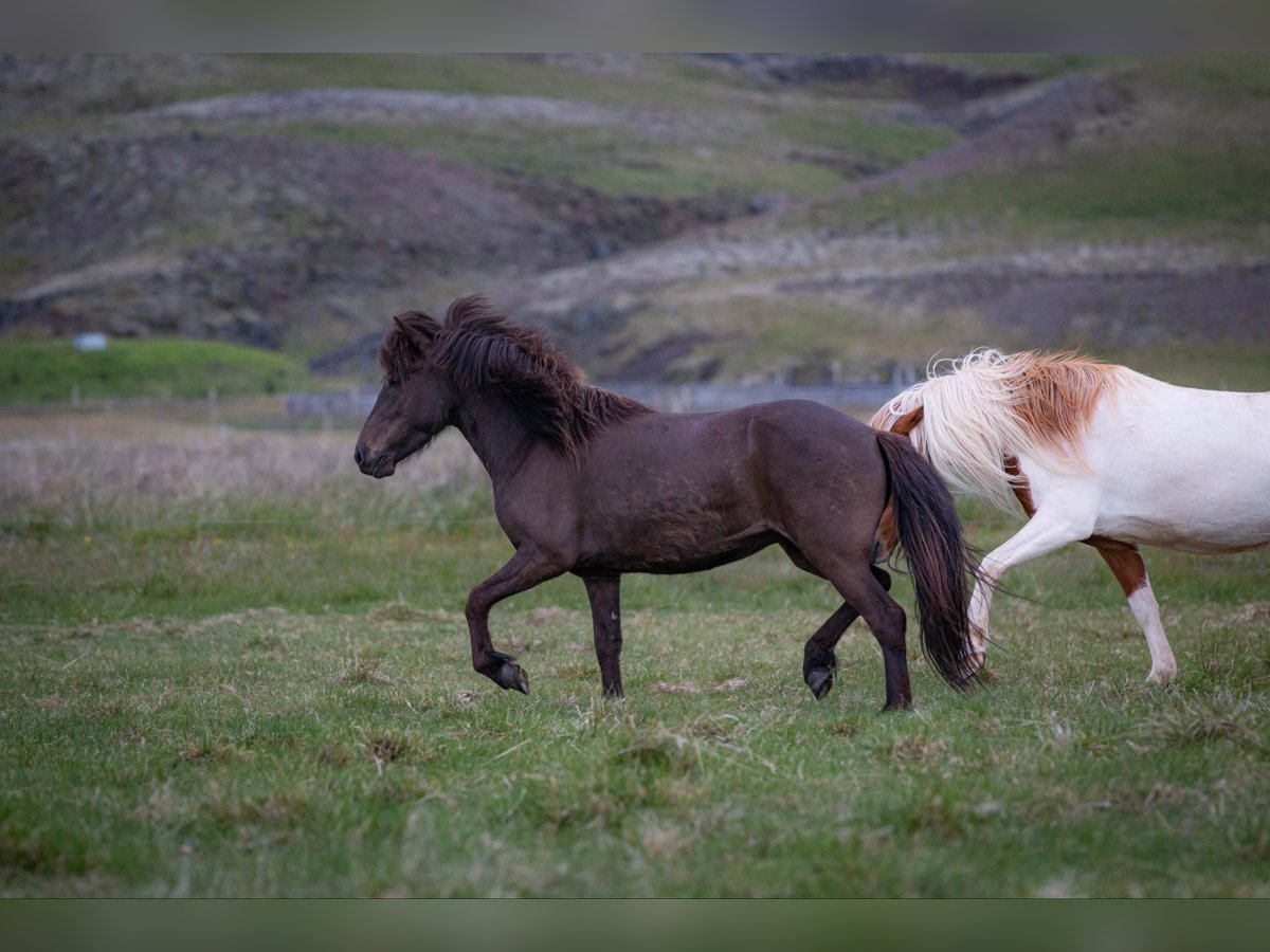 Pony Islandese Giumenta 5 Anni 133 cm Morello in Hella
