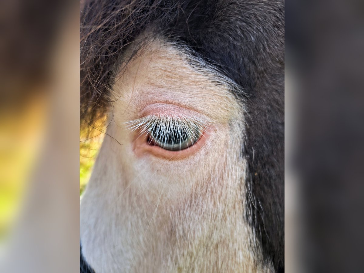 Pony Islandese Giumenta 5 Anni 136 cm Pezzato in Püttlingen