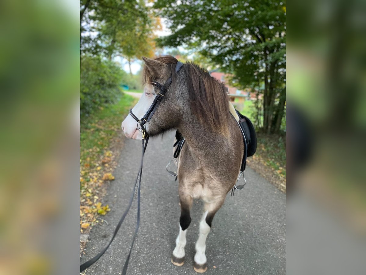 Pony Islandese Giumenta 5 Anni 138 cm in Blunk