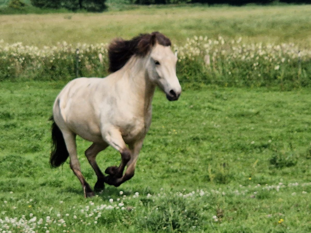 Pony Islandese Giumenta 5 Anni 144 cm in Blunk