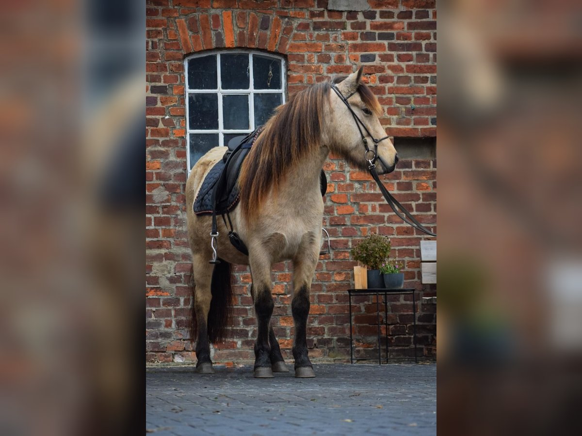 Pony Islandese Giumenta 5 Anni 144 cm in Blunk